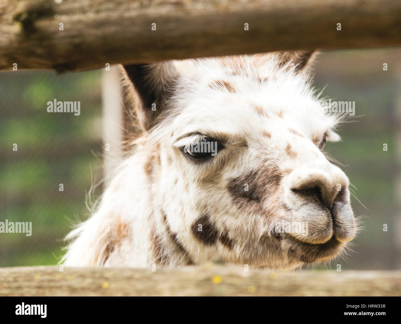 Smiling Llama Stock Photos & Smiling Llama Stock Images - Alamy