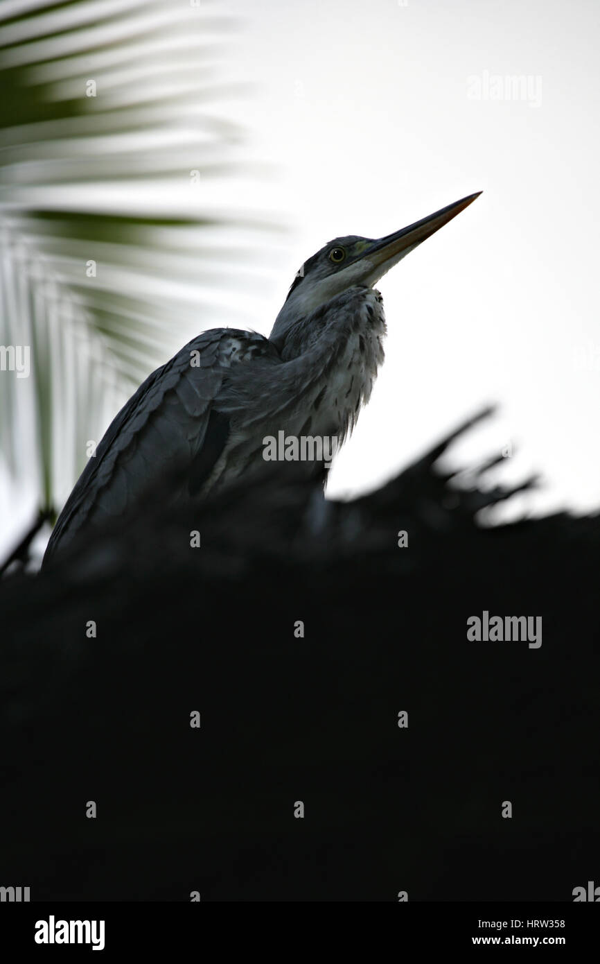 Heron. Heron on top of a nearby palm thatched roof- watching and waiting. Full frame.   ( Kenya)  'Waiting'. Stock Photo