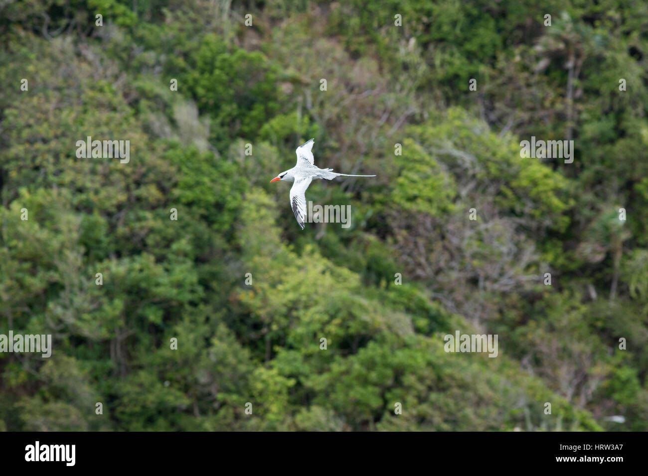 Red-billed Tropicbird (Phaethon aethereus). Flying against a backdrop of Little Tobago Island cliffs. Caribbean. West Indies. Stock Photo
