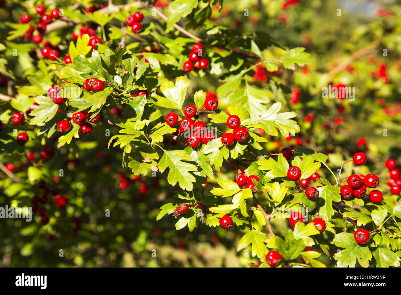 Tree with red berries Stock Photo - Alamy
