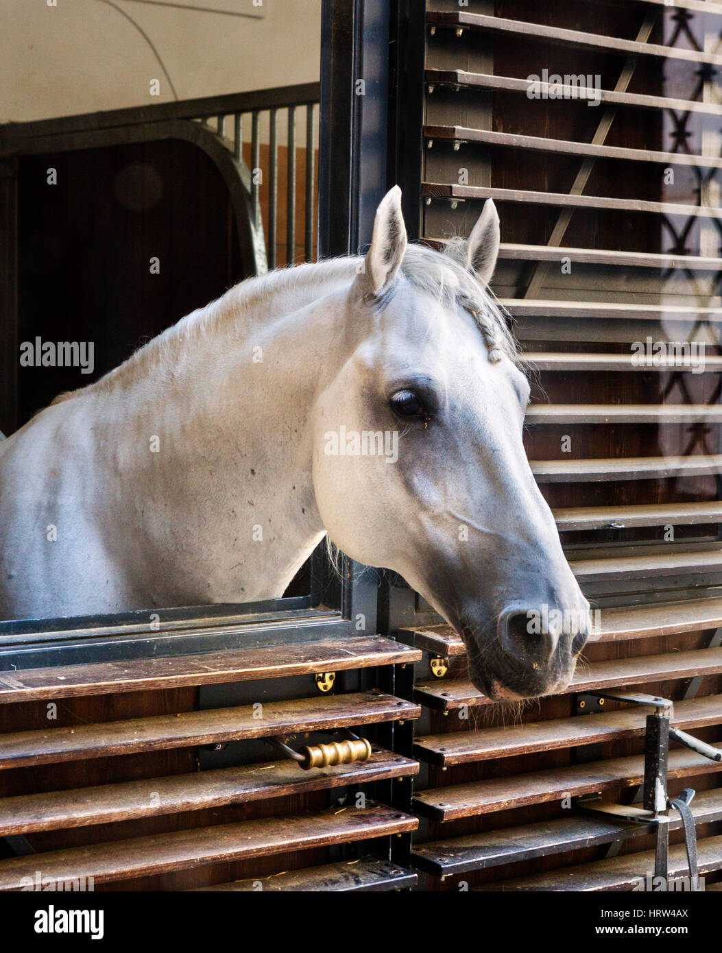 Lippizan horse at the Spanish Riding School, Hofburg Palace, Vienna, Austria Stock Photo