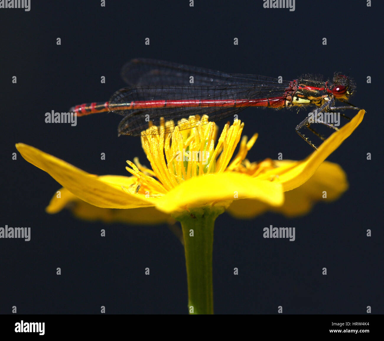 Red damselfly .Perched on Marsh Marigold ( Caltha). Macro close up photography.  Full frame. Dark background. Stock Photo