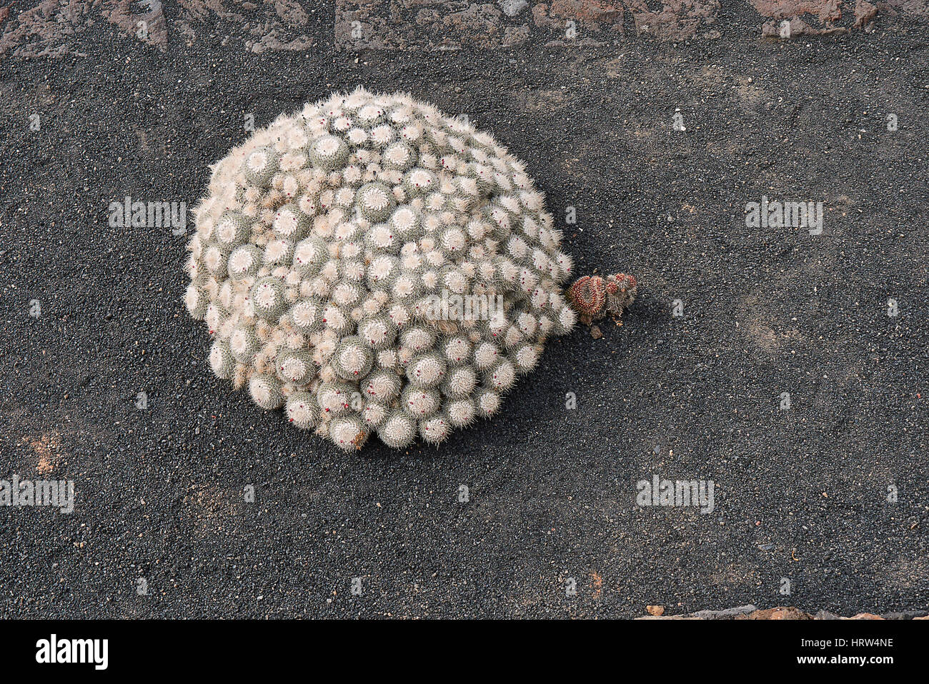 Mammillaria geminispina cluster Stock Photo