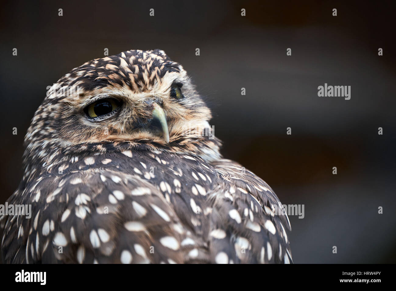 little owl Stock Photo