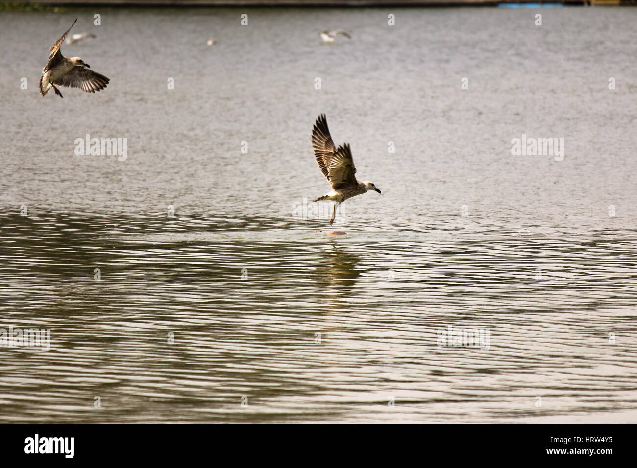 Few birds fishing in a lake Stock Photo Alamy