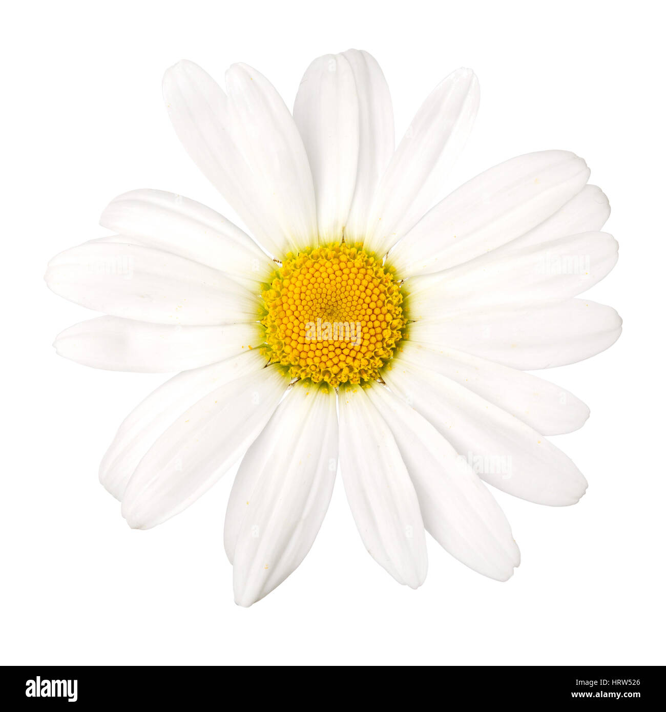 white daisy flower isolated on white background Stock Photo
