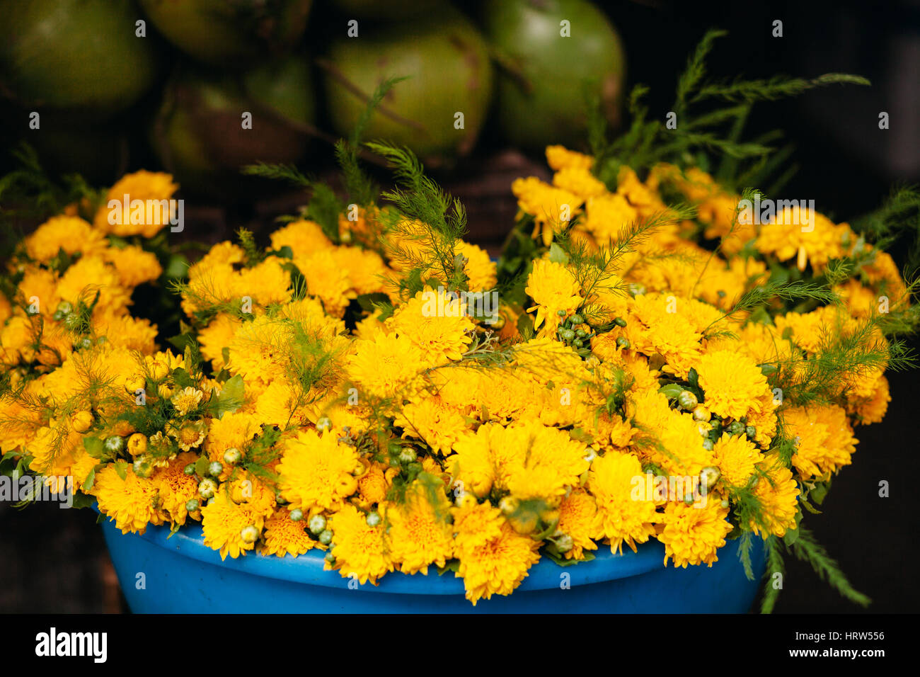 yellow chrysanthemum, golden daisy at local vietnamese market in basket Stock Photo