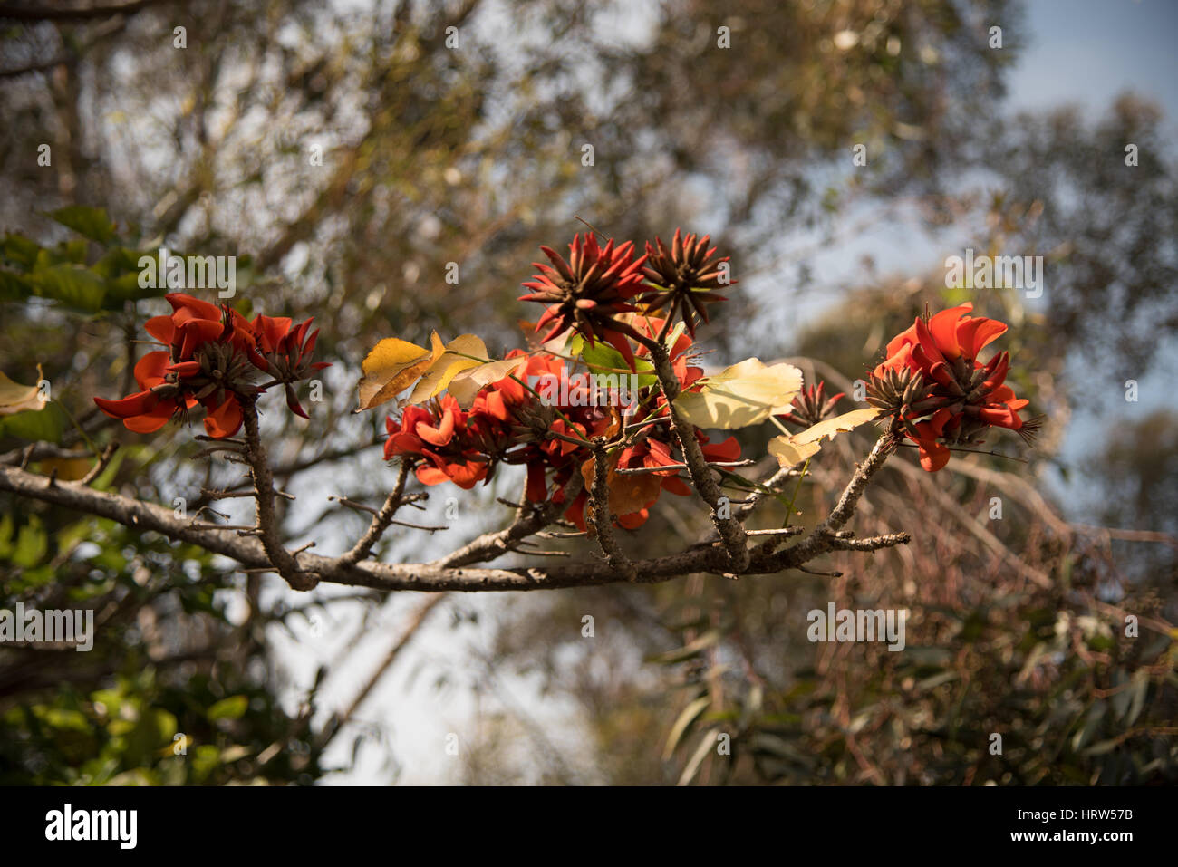 Red Flowers in Malibu, California Stock Photo Alamy