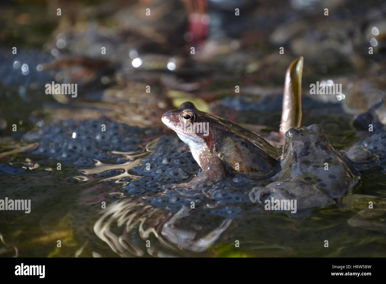 Common frogs in a garden pond, England Stock Photo Alamy
