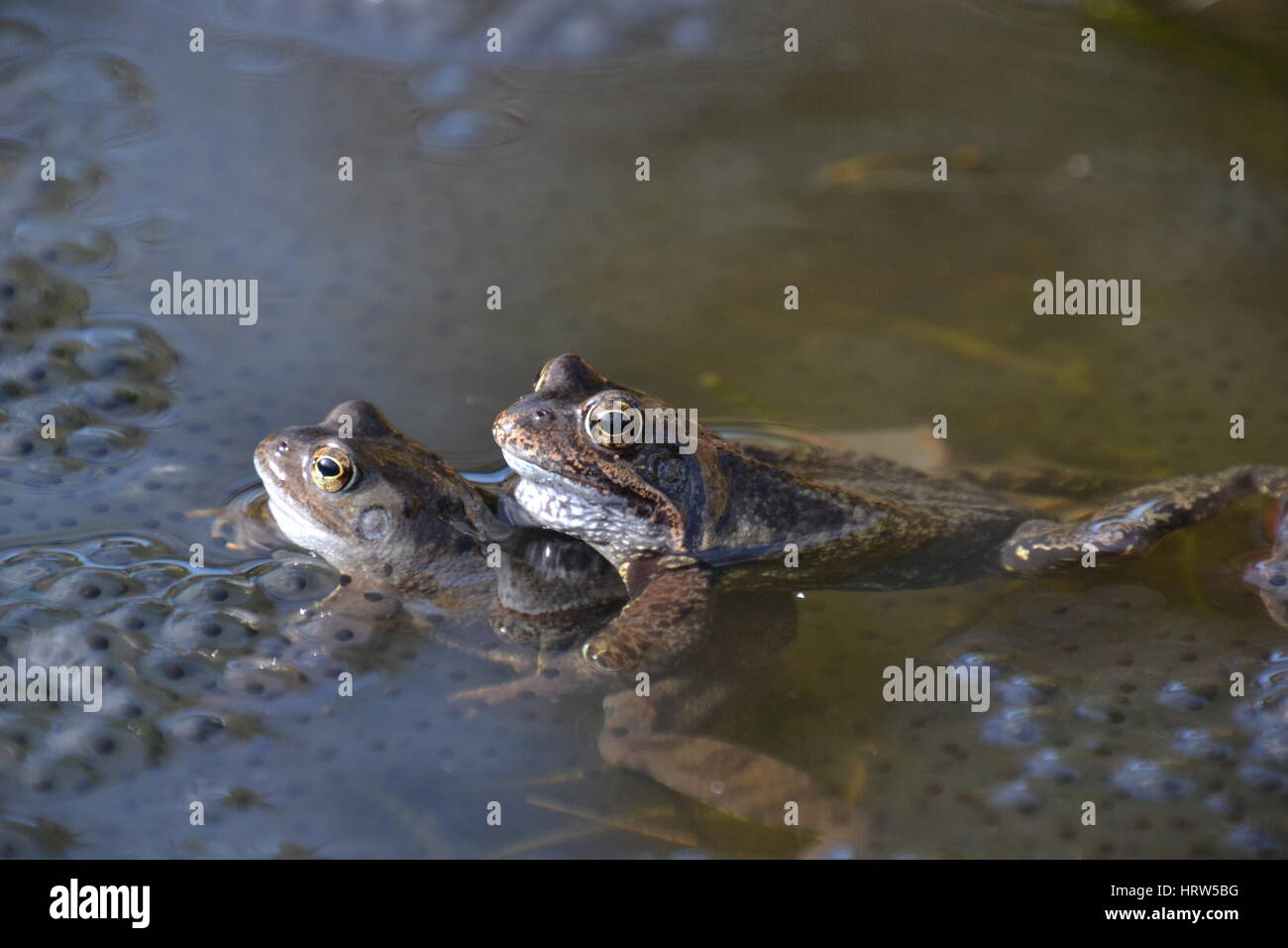 Common frogs in a garden pond, England Stock Photo Alamy