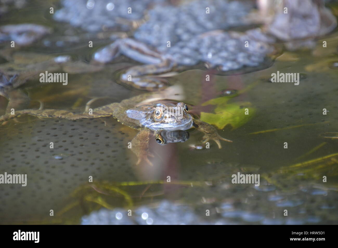 Common frogs in a garden pond, England Stock Photo Alamy