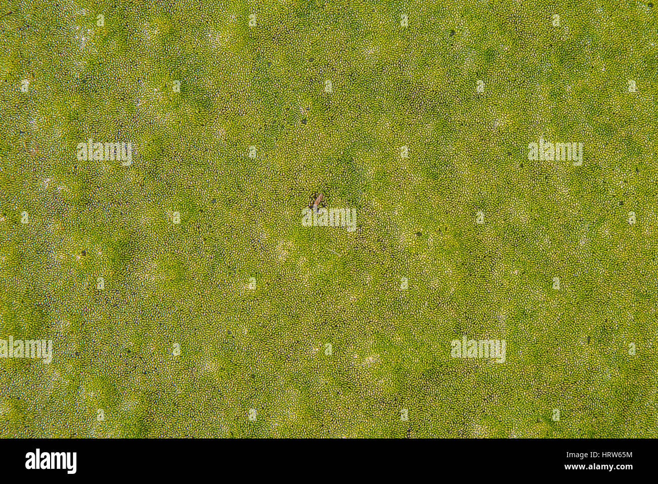 Water surface covered with green duckweed (Lemna) for background or texture Stock Photo