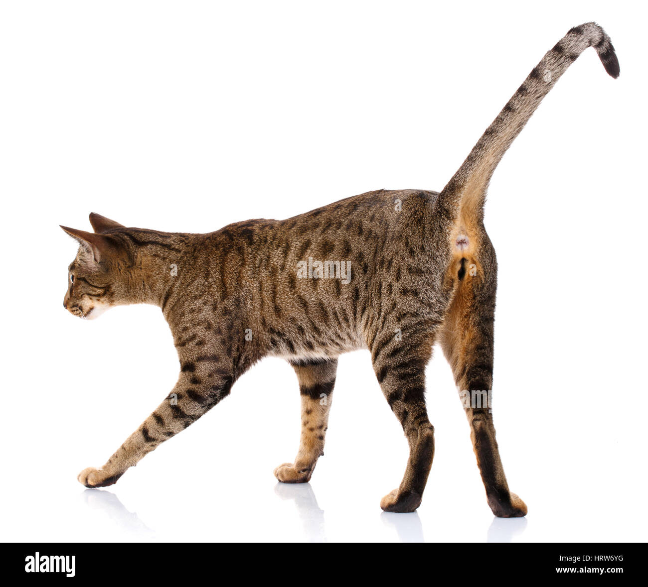 brown bicolor cat on a white background. Ocicat cat snot looking at the camera Stock Photo