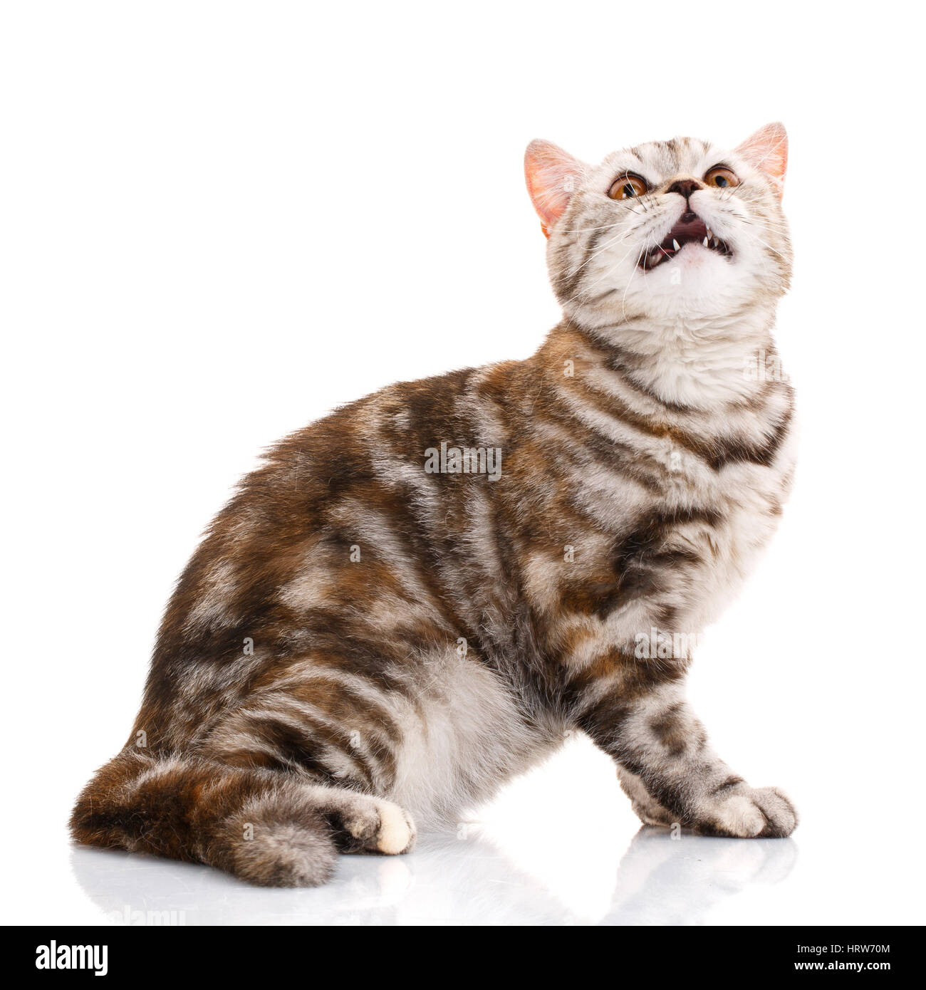 cute Scottish straight cat bicolor striped isolated on white background,looking down Stock Photo