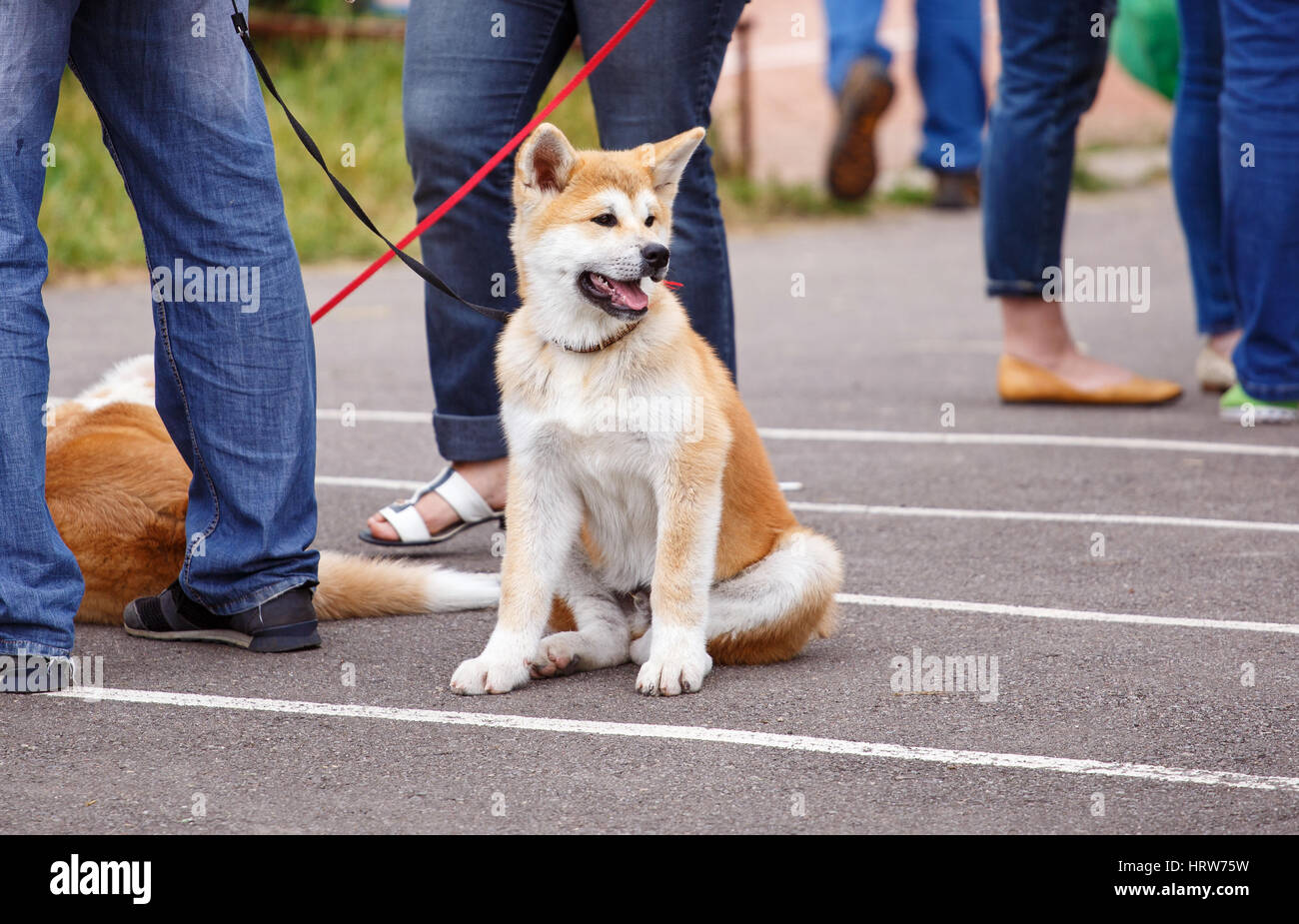 Akita dog on dog show sits near its owner Stock Photo - Alamy