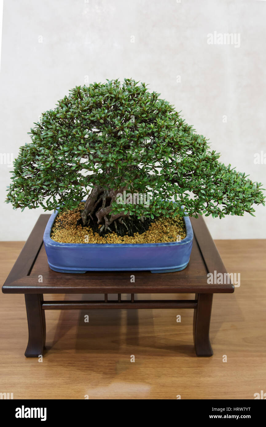 Japanese bonsai hires stock photography and images Alamy