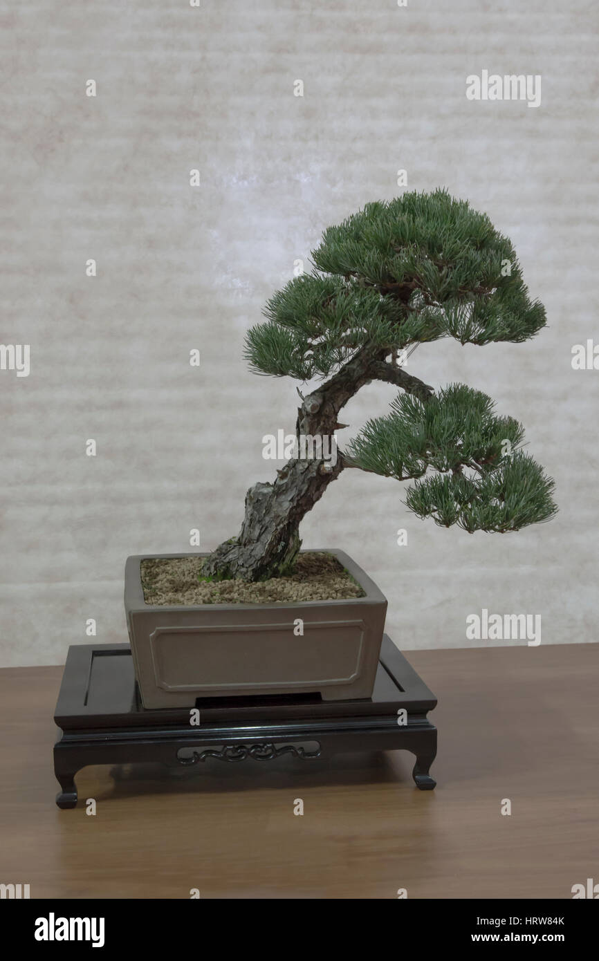 Bonsai tree,white pine. Stock Photo