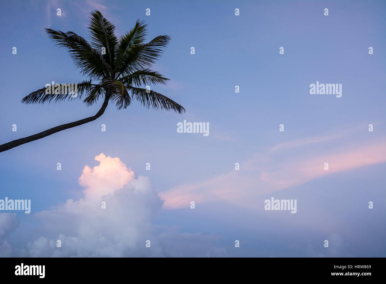 Coconut palm tree and sunset cloud, Magdalena Grand Beach Resort, Tobago island, Trinidad & Tobago. Stock Photo
