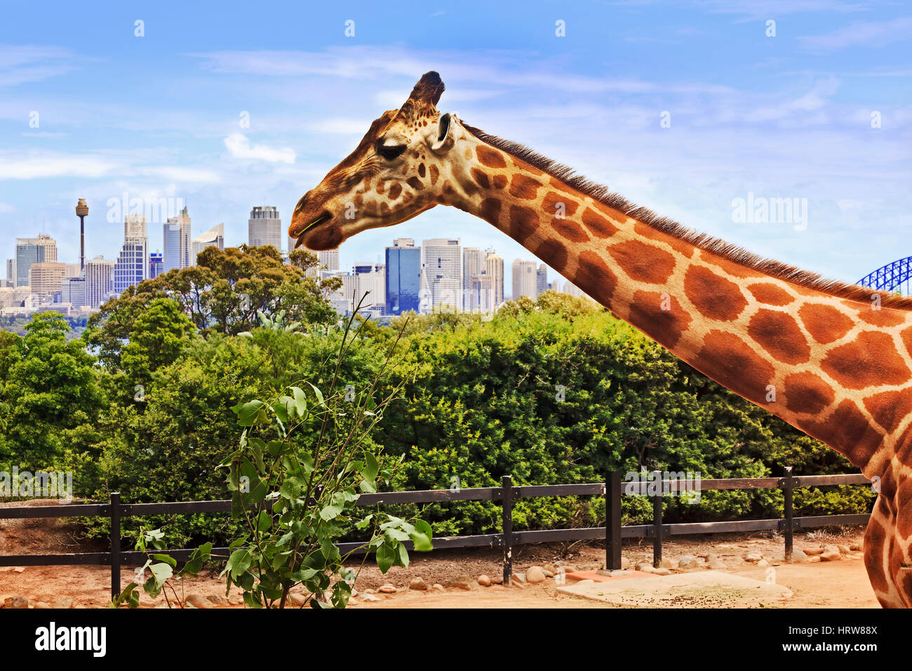 Giraffe head and long neck during feeding time rising above Sydney city CBD and arch of Harbour bridge. Stock Photo
