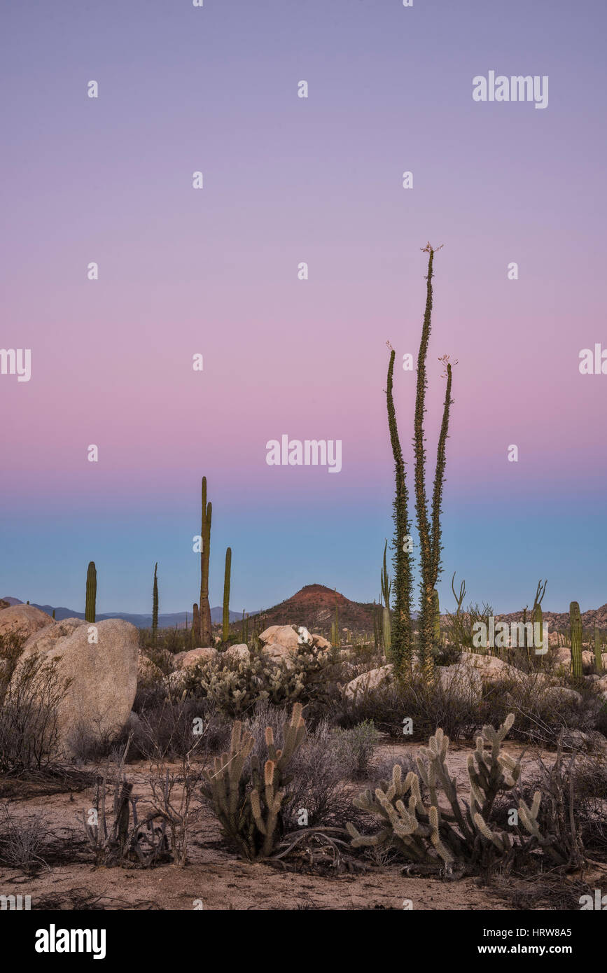 Boojum trees (Cirio), cholla and cardon cactus; Valle de los Cirios, Catavina Desert, Baja California, Mexico. Stock Photo