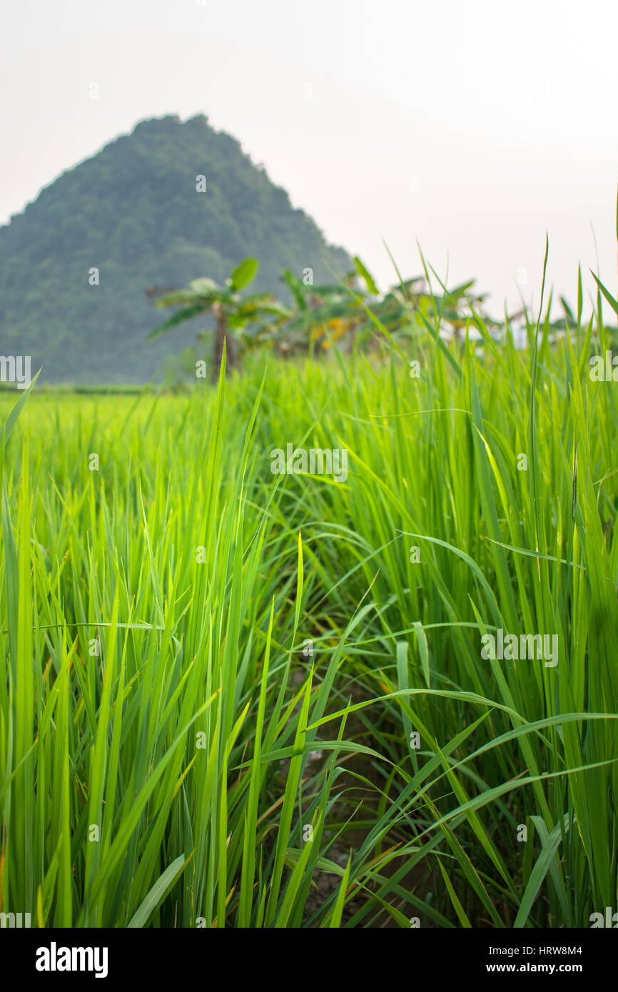 Rice field and karst scenery in Guangxi province, China Stock Photo