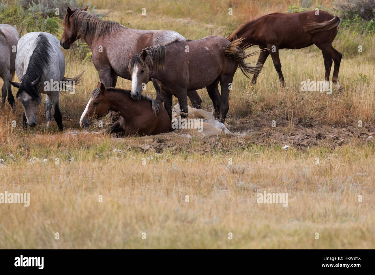 Wild Horse (Equus feral) Stock Photo
