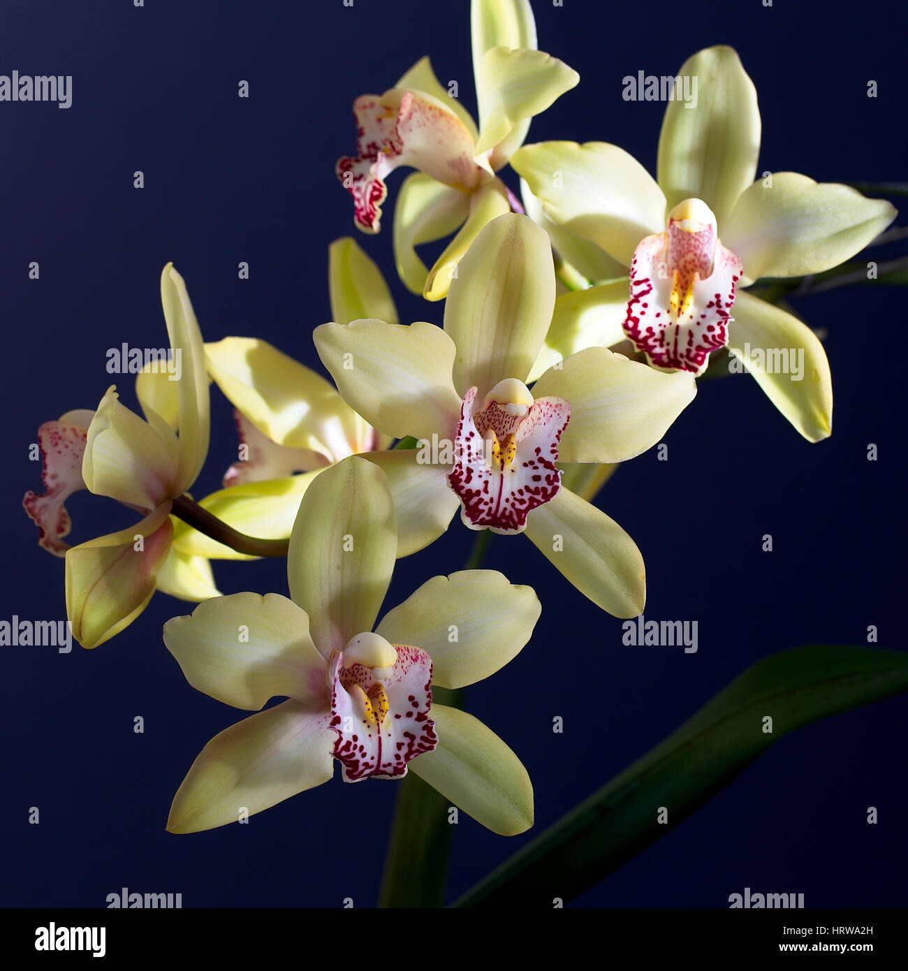 Cymbidium or Boat orchid flowers, Cornwall, England, UK. Stock Photo