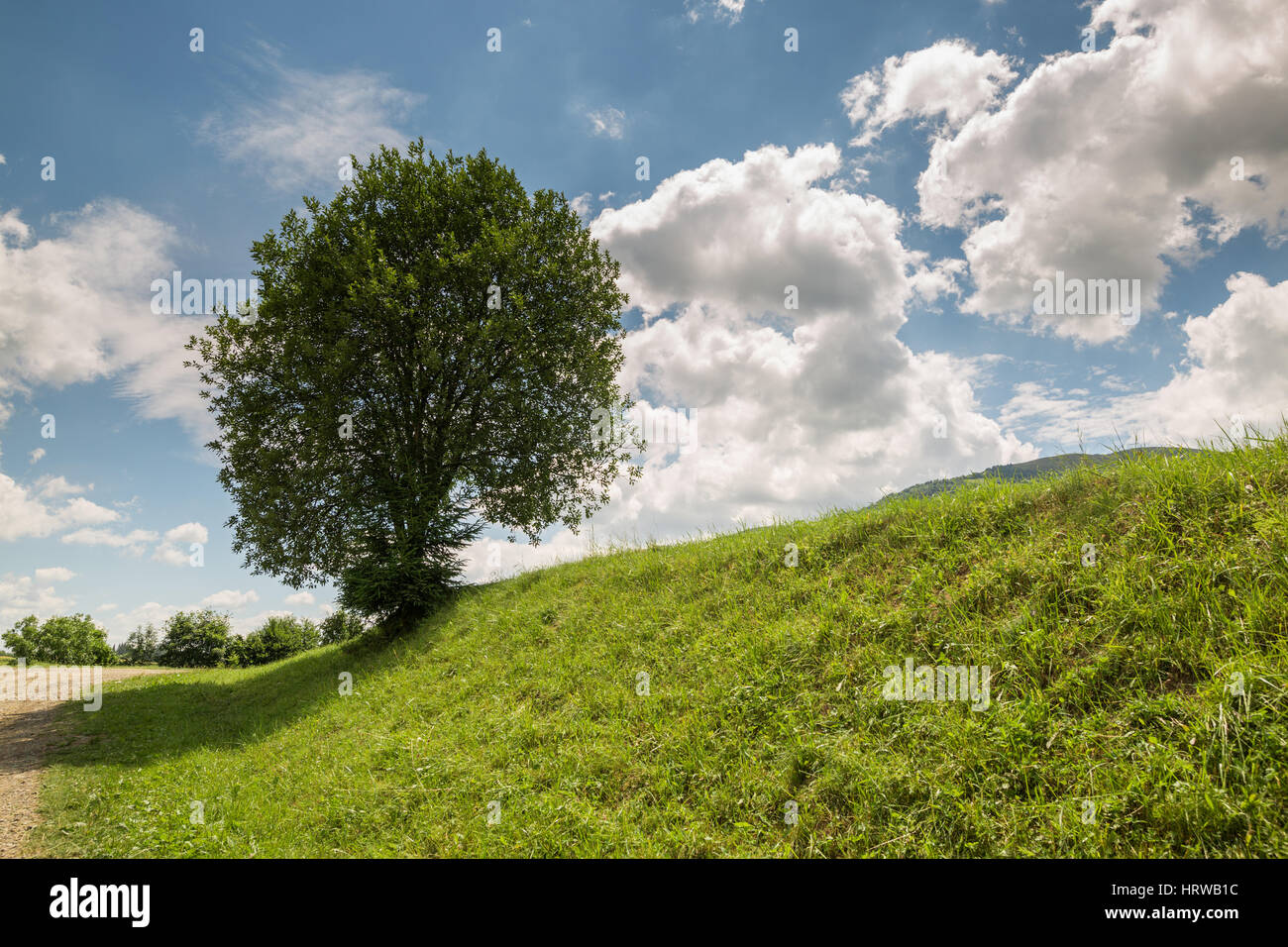 Lonely tree on green hill against blue sky with clouds Stock Photo - Alamy