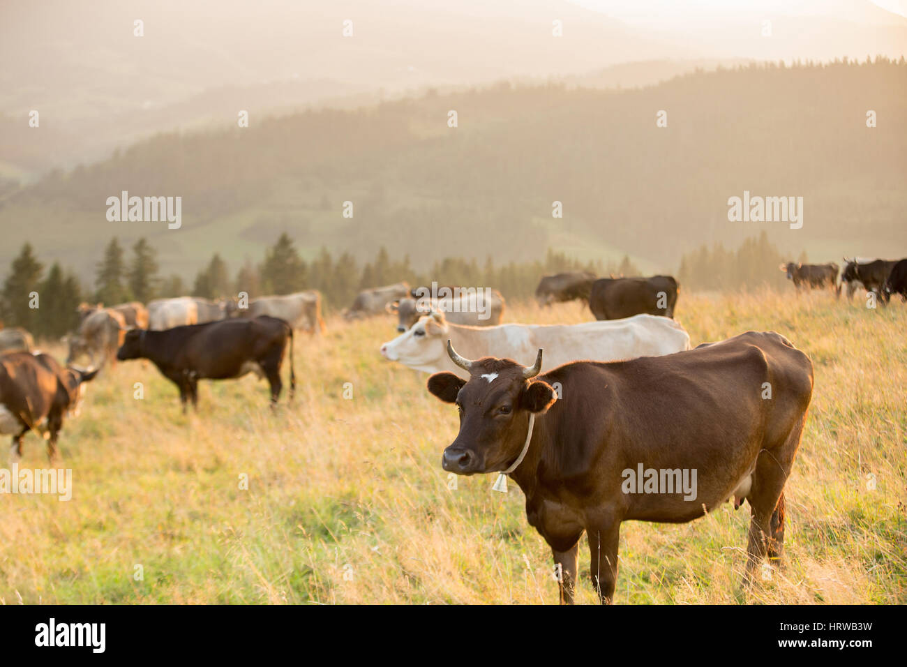 Brown cows in a pasture in the mountains just before sunset Stock Photo ...