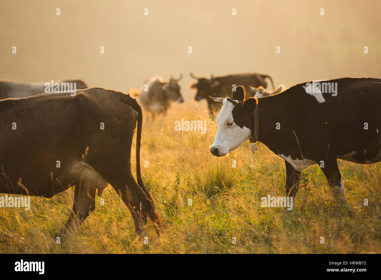 Brown cows in a pasture in the mountains just before sunset Stock Photo ...