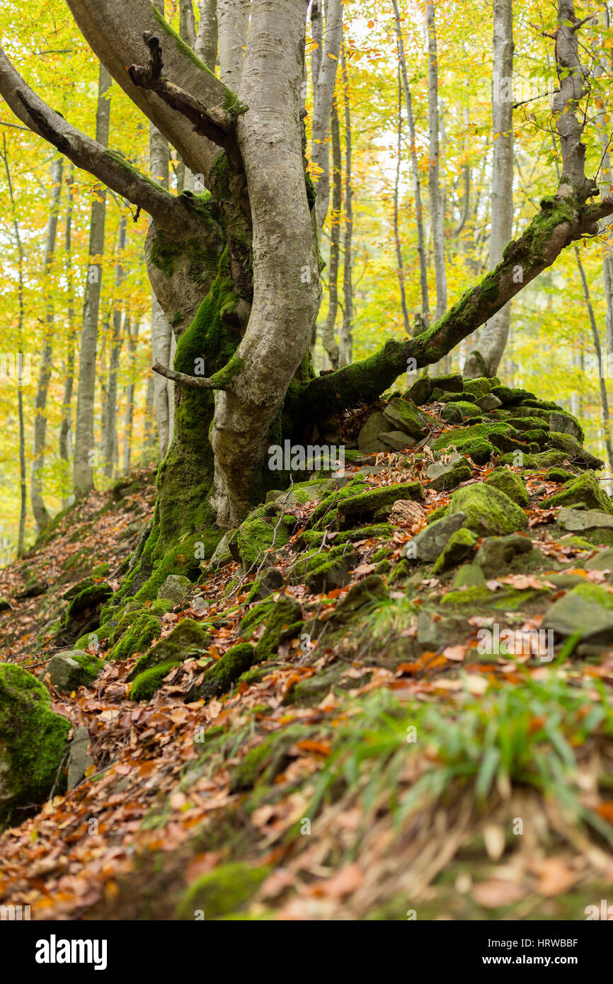 Beech tree and moss covered stones hi-res stock photography and images ...