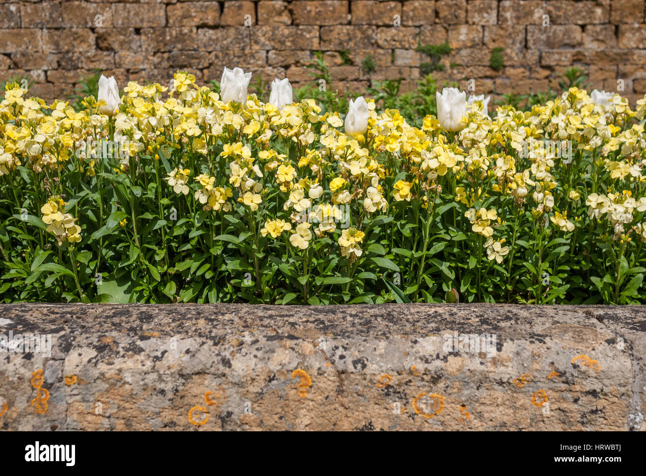 A border of Yellow Wallflowers and White Tulips Stock Photo