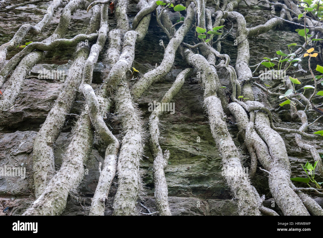 The climbing stems of a rampant Ivy climbing a tall stone structure