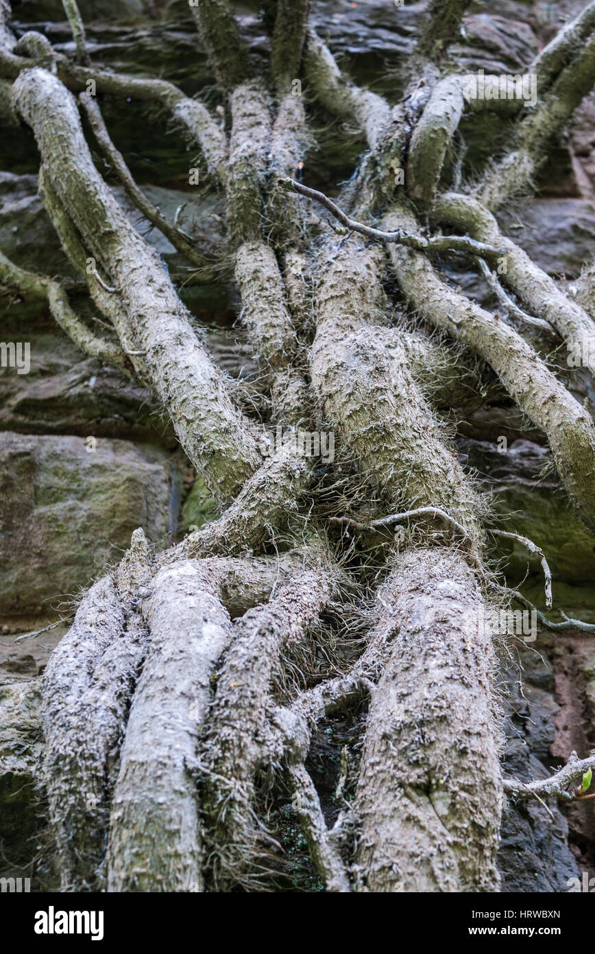 The climbing stems of a rampant Ivy climbing a tall stone structure