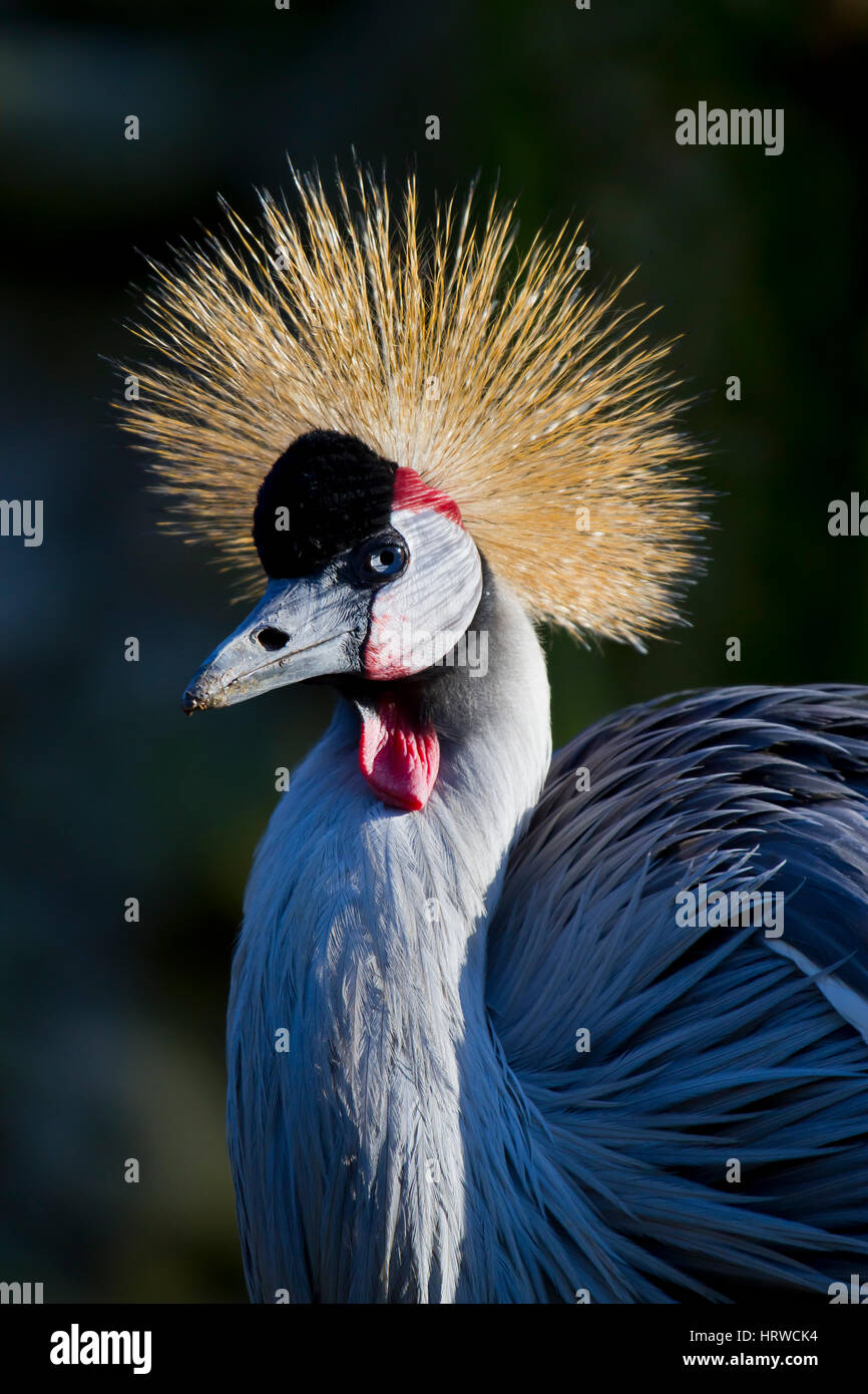 Grey Crowned Crane (Balearica regulorum) Stock Photo