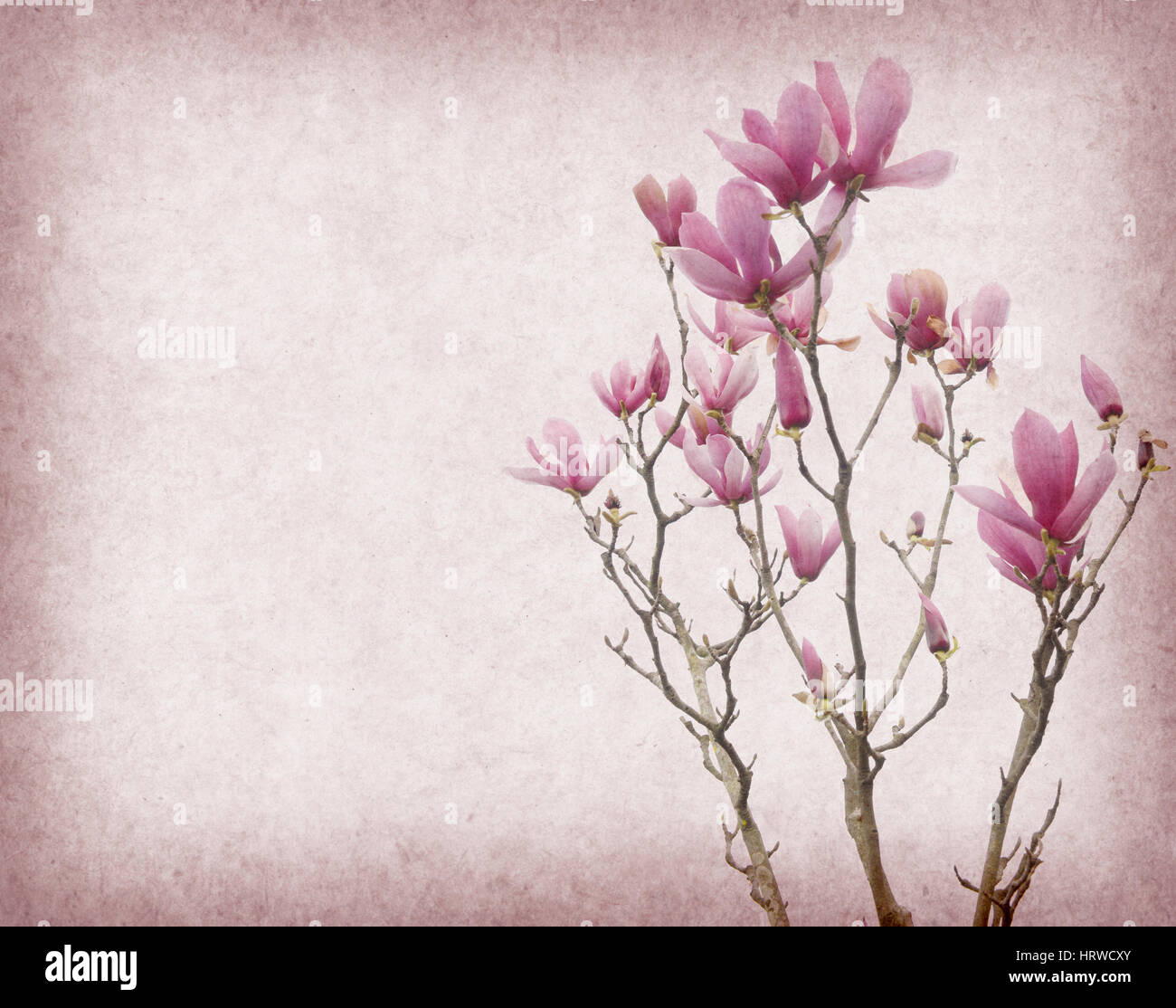 Pink magnolia flowers on old paper background Stock Photo - Alamy