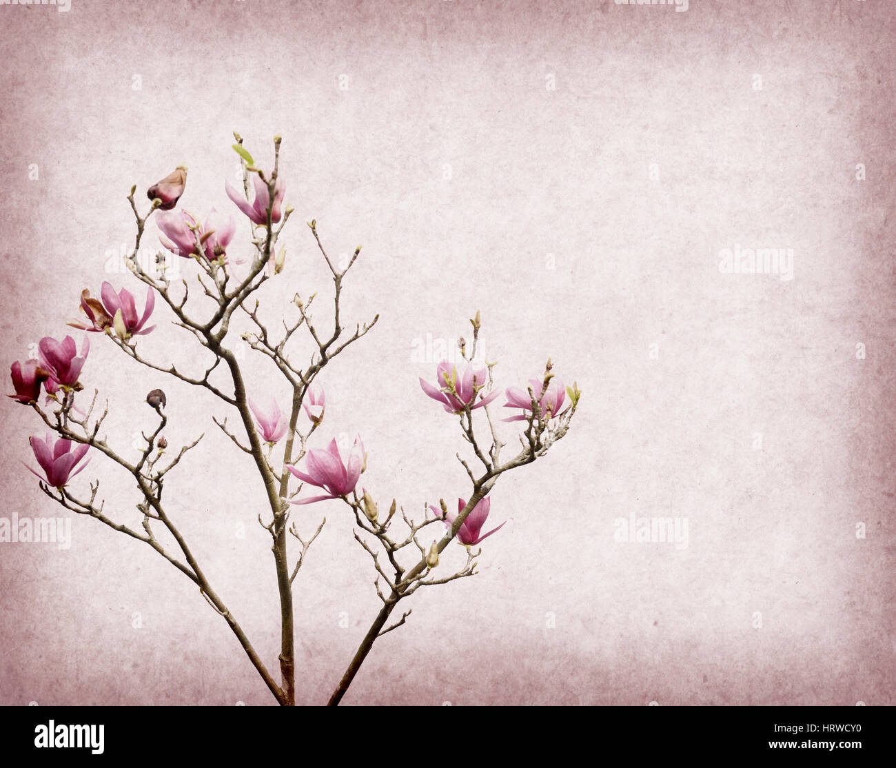 Pink magnolia flowers on old paper background Stock Photo - Alamy