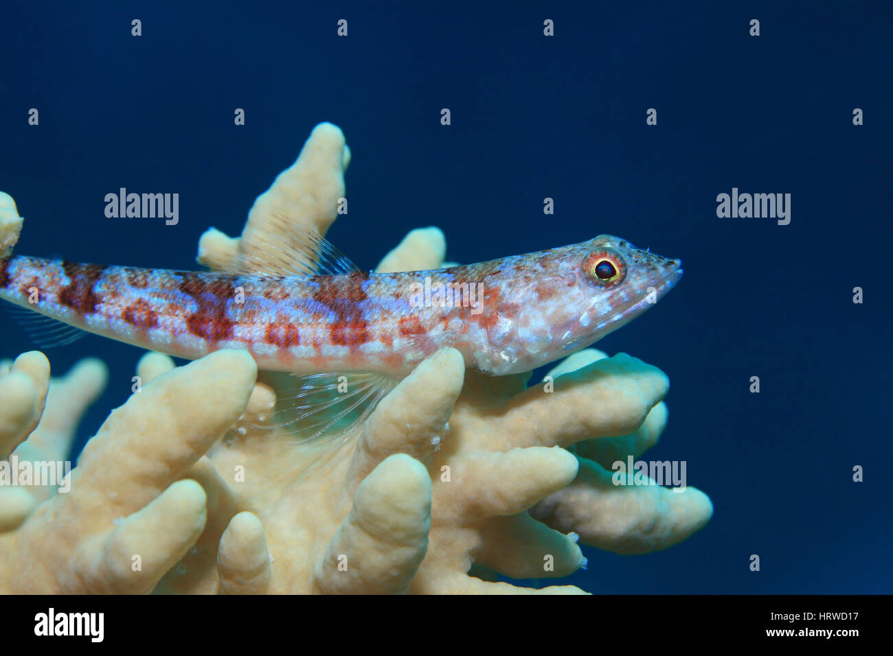 Variegated lizardfish (Synodus variegatus) underwater on soft coral in the Red Sea Stock Photo