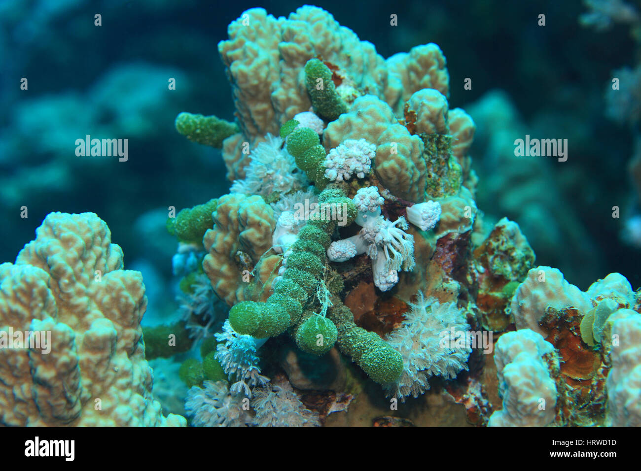 Green sea beads algae (Tydemania expeditionis) underwater in the coral reef of the Red Sea Stock Photo