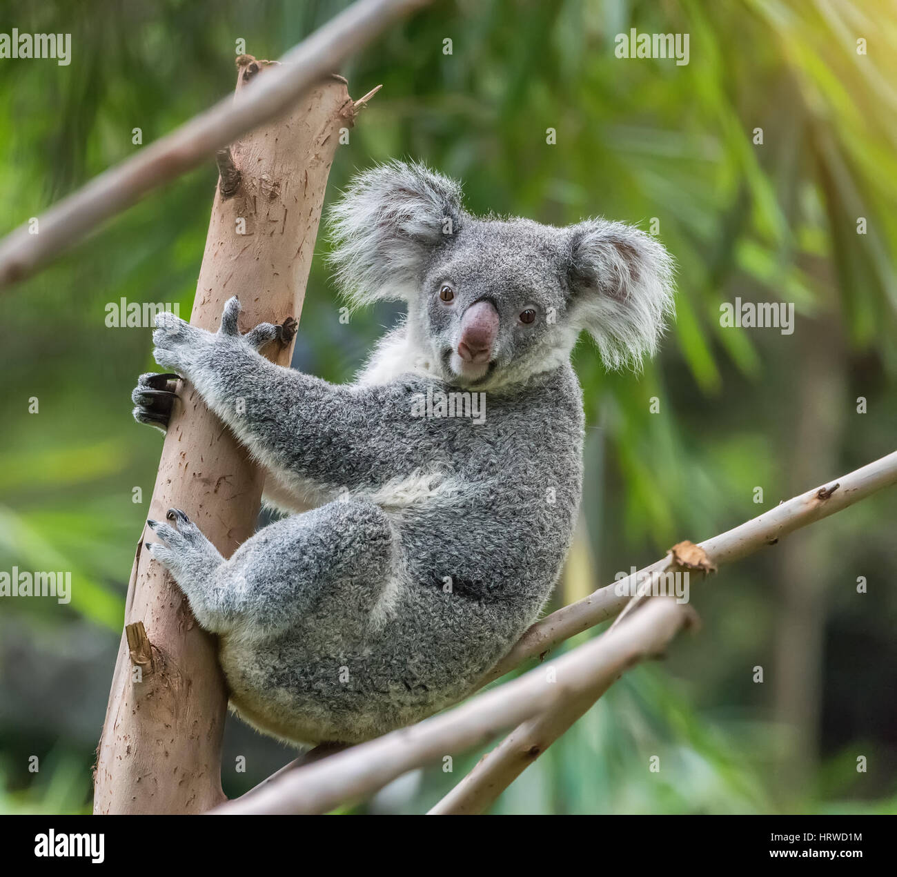 Hug koala hi-res stock photography and images - Alamy