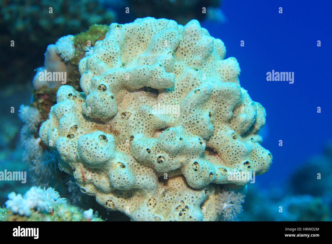 Sea sponge underwater in the tropical coral reef Stock Photo