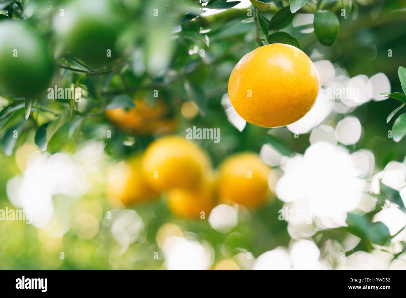 fresh orange fruit hanging on orange tree Stock Photo