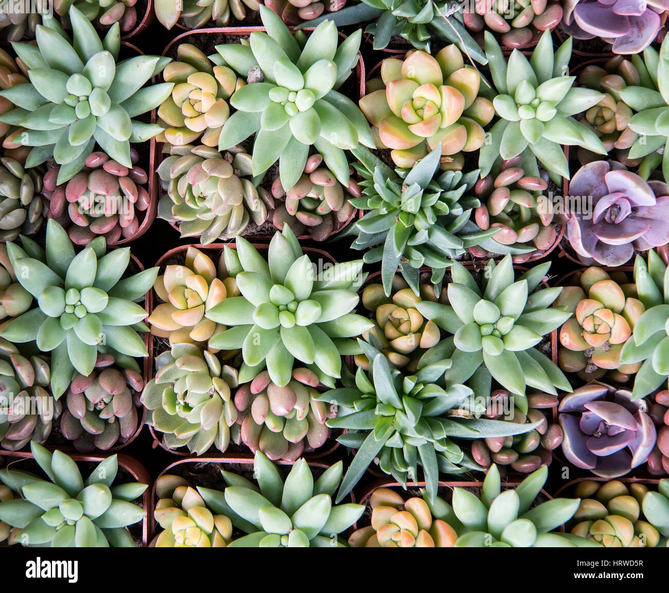 Rectangular arrangement of succulents; cactus succulents in a planter ...