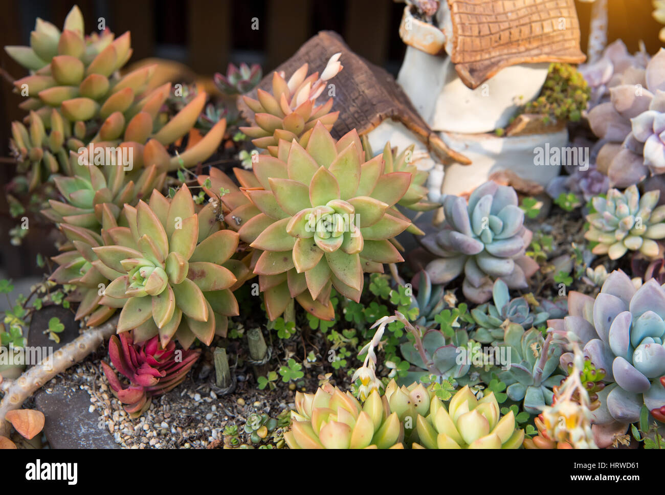 Rectangular arrangement of succulents; cactus succulents in a planter ...
