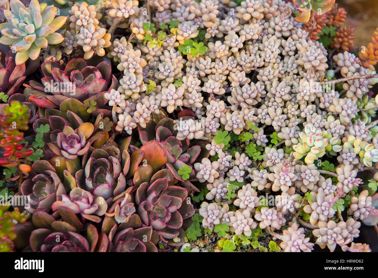 Rectangular arrangement of succulents; cactus succulents in a planter ...