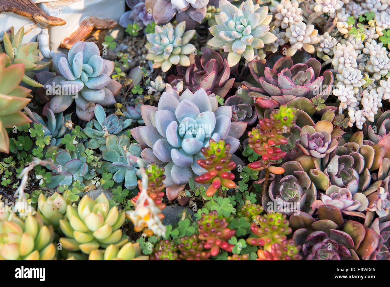 Rectangular arrangement of succulents; cactus succulents in a planter ...