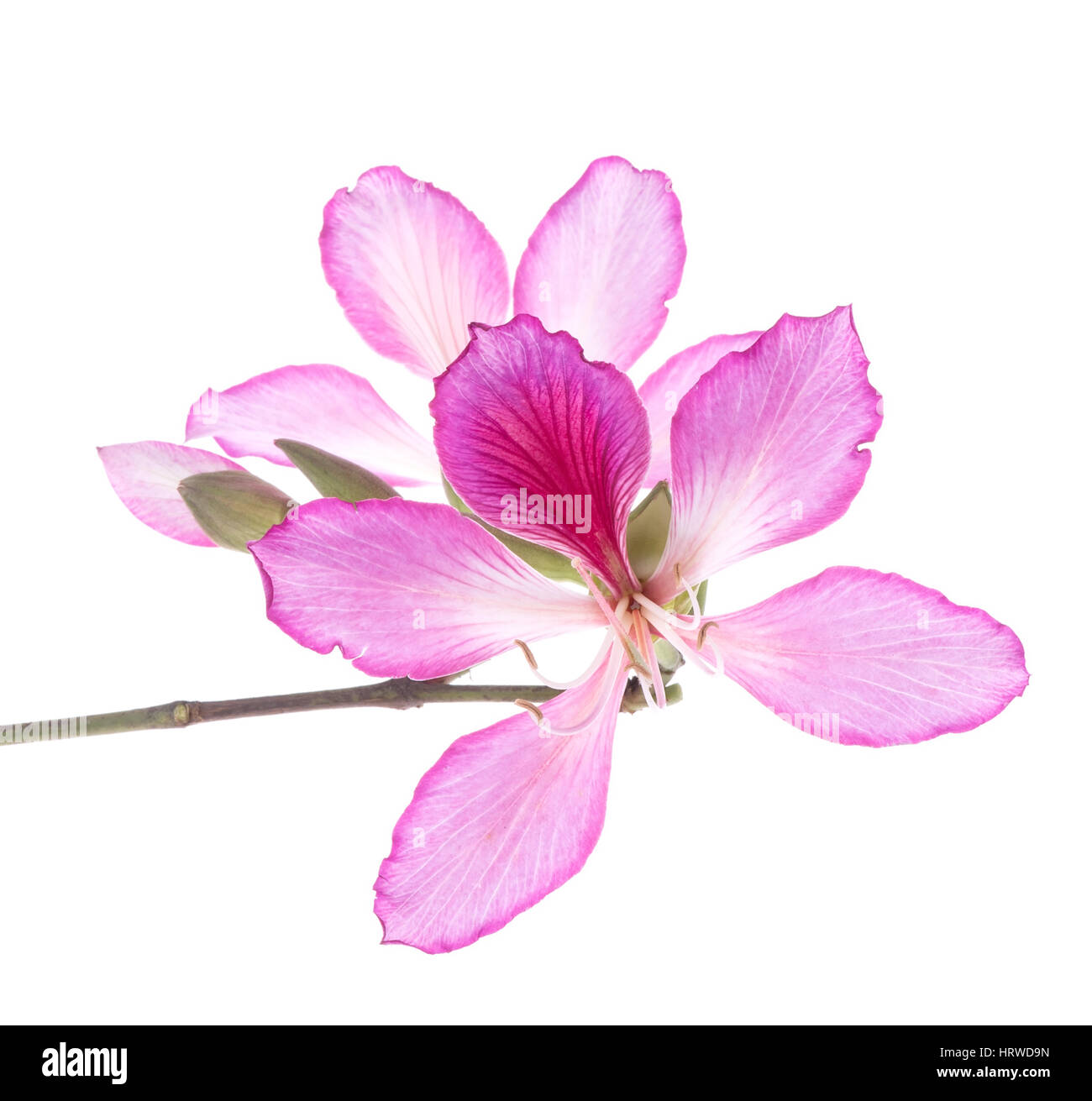 Hong Kong Orchid Stock Photo