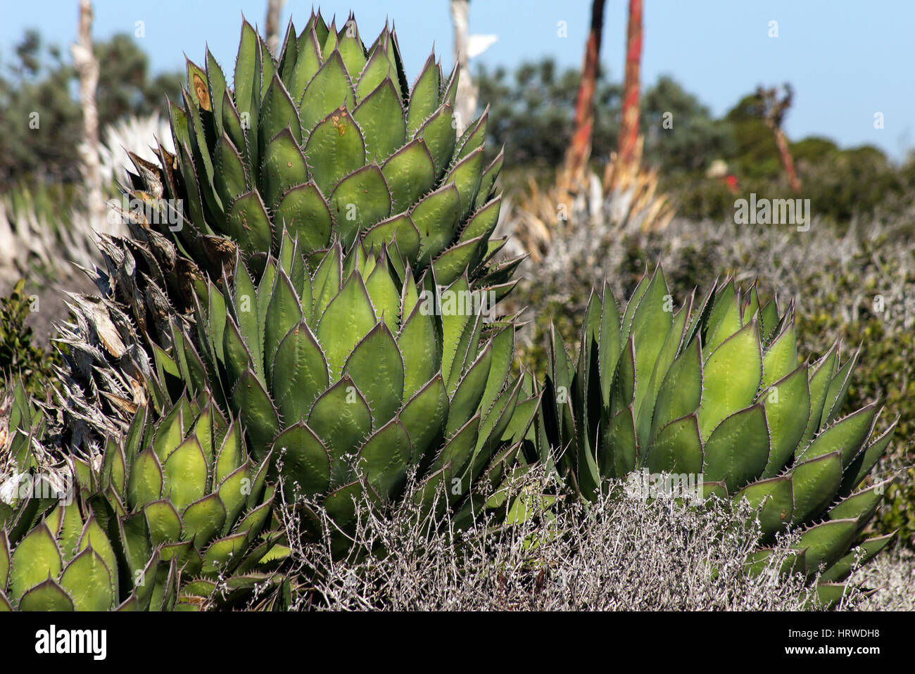 Beautiful cactus in Balboa Park, San Diego, California. Stock Photo