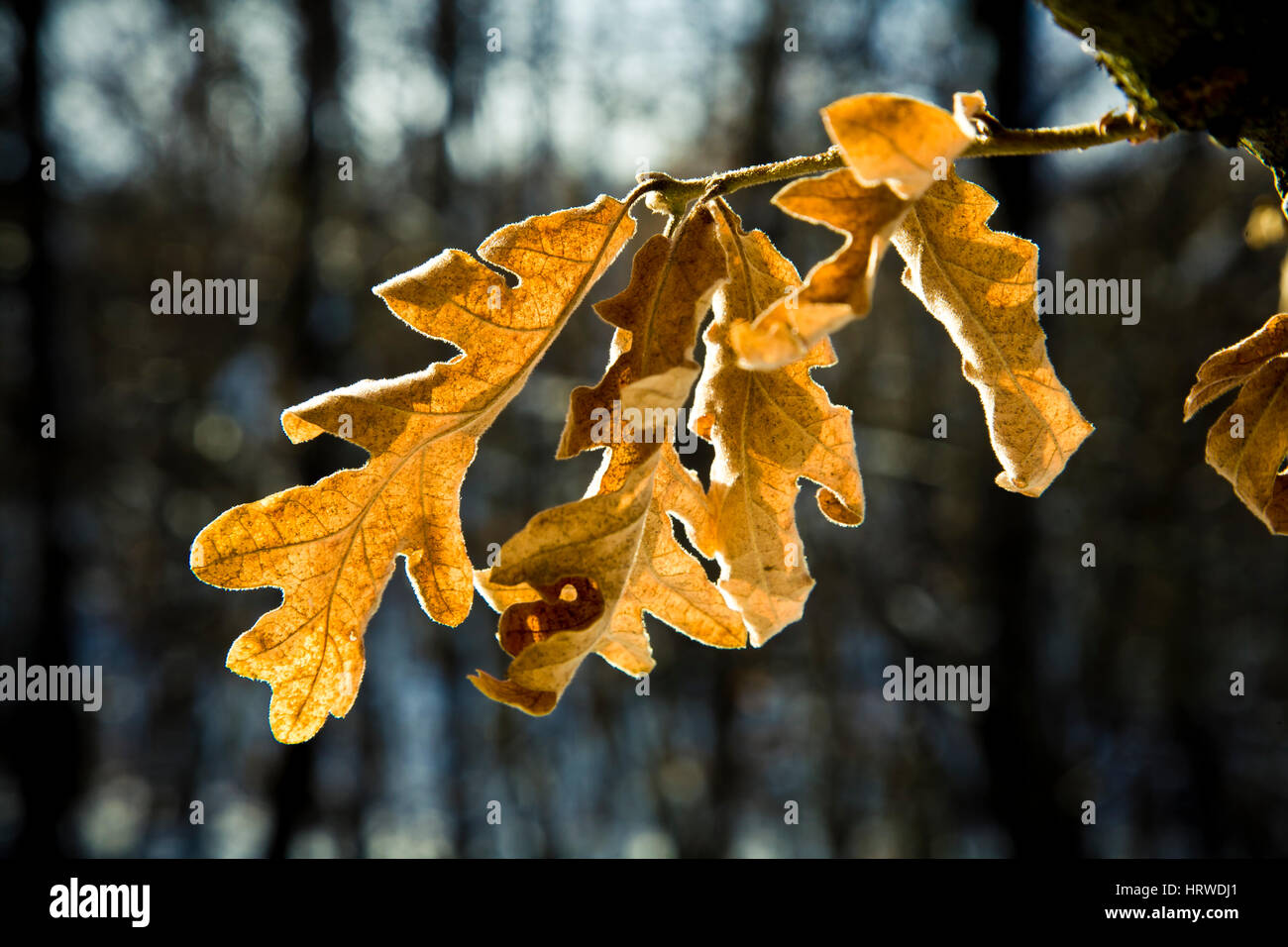Oak tree leaves in autumn. Stock Photo