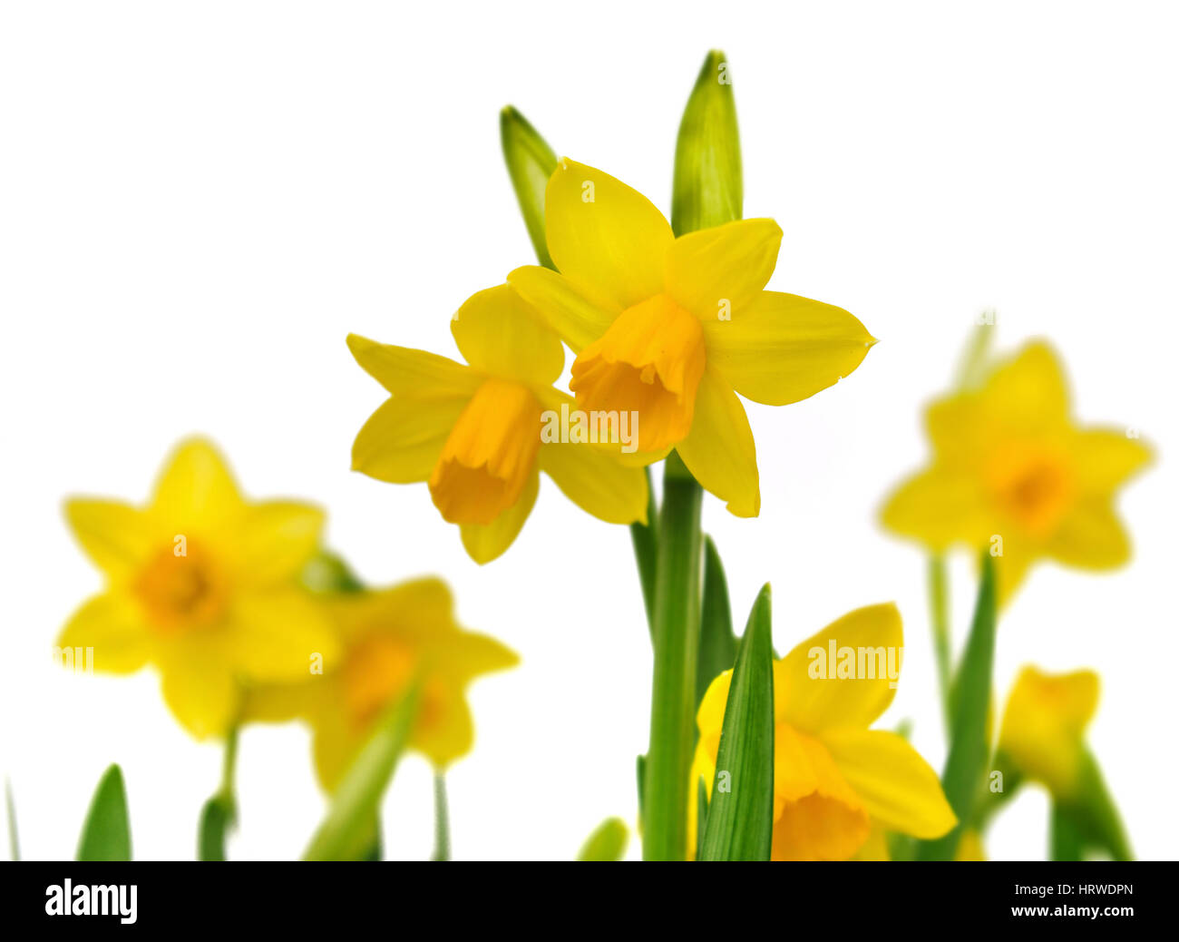 beautiful daffodils isolated on white background Stock Photo - Alamy